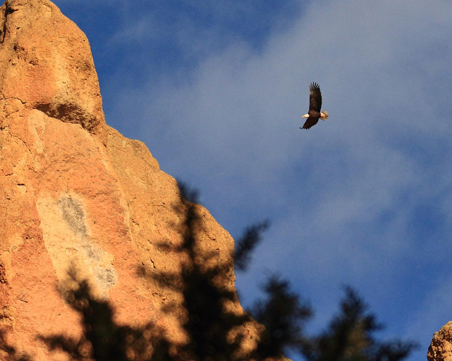 Bald Eagle over Smith Rock Photograph by Coby Cooper