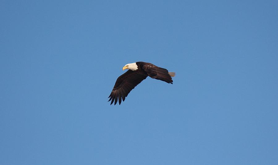 Bald Eagle Over the Fox River Photograph by John Dart