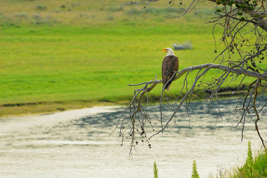 Yellowstone National Park Photograph - Bald Eagle Overlooking Yellowstone River by Greg Norrell