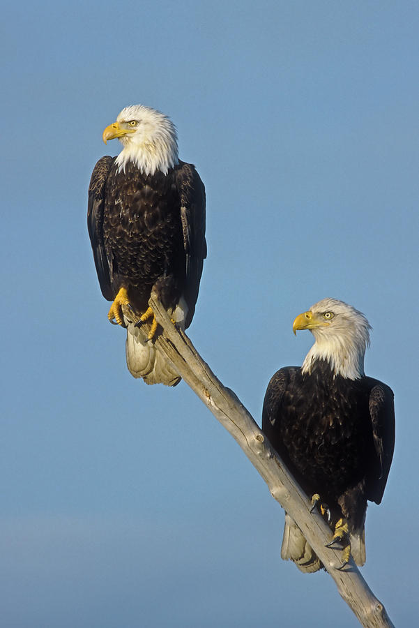 Bald Eagle Pair Alaska Photograph by Tom Vezo