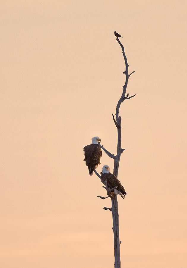 Bald eagle pair in tree Photograph by Jack Nevitt
