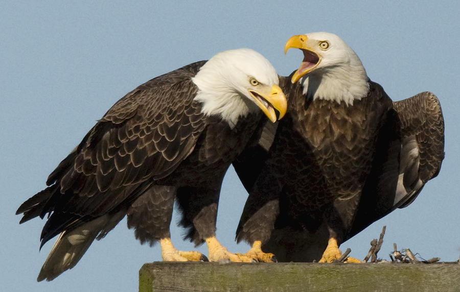 Bald eagle Pair Photograph by Jack Nevitt