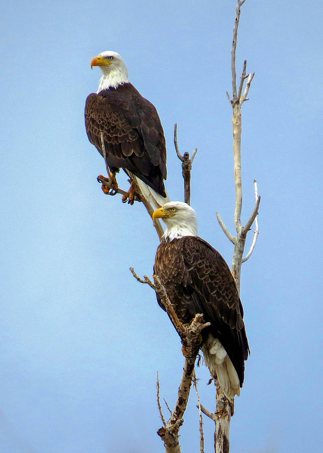 Bald Eagle Pair Perched Photograph by Dawn Key