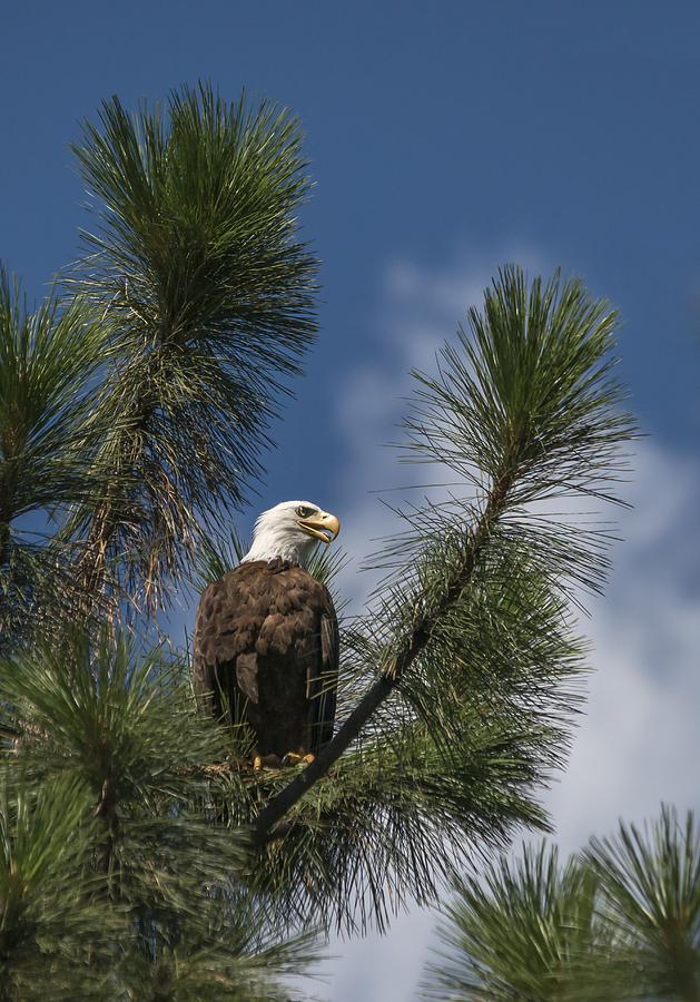 Bald Eagle Panting Photograph by Loree Johnson