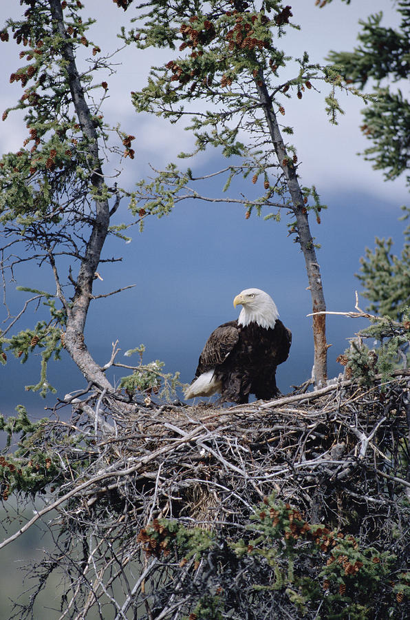 Bald Eagle Parent On Nest Alaska Photograph by Michael Quinton