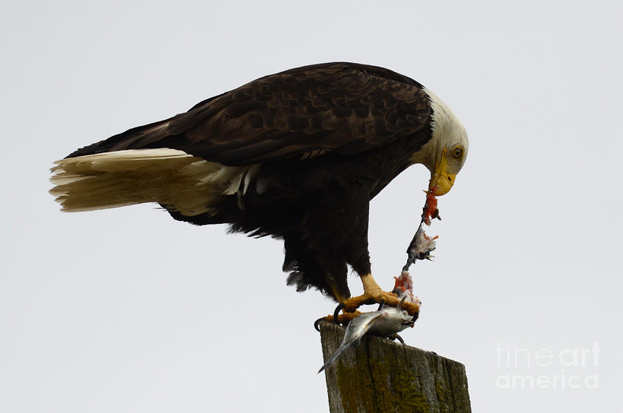 Eagle Photograph - Bald Eagle Part Of Nature by Bob Christopher