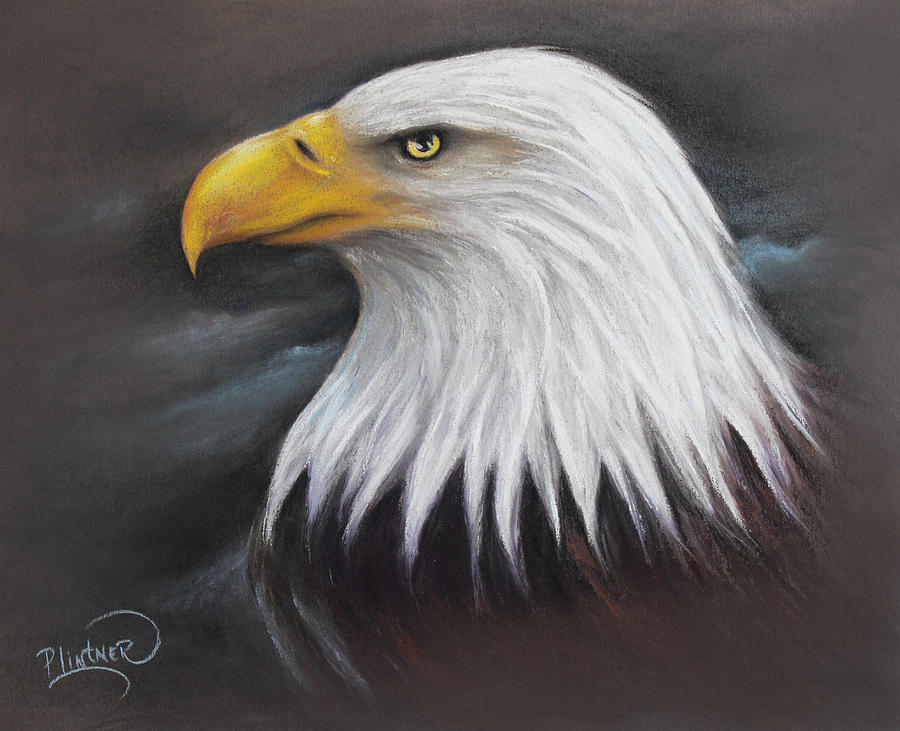 Bald Eagle Drawing by Patricia Lintner