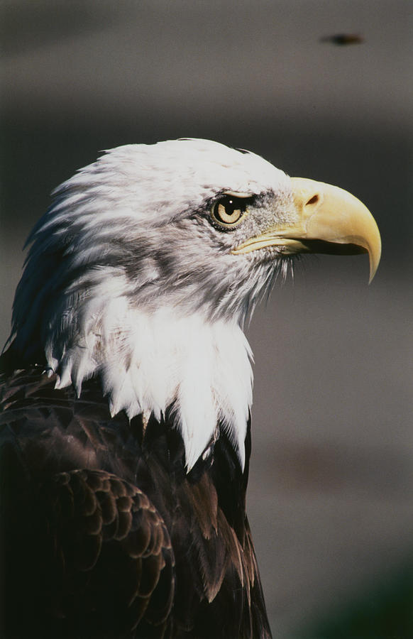 The Chosen Photograph by Paul Eubanks - Fine Art America