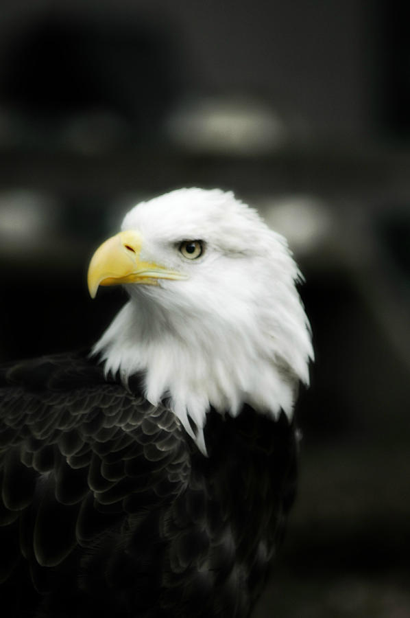 Bald Eagle Photograph by Peggy Franz
