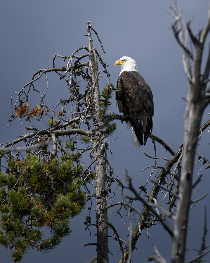 Bald Eagle perched along the river Photograph by Gary Langley