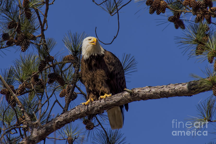 Bald Eagle Perched Photograph by Barbara Bowen