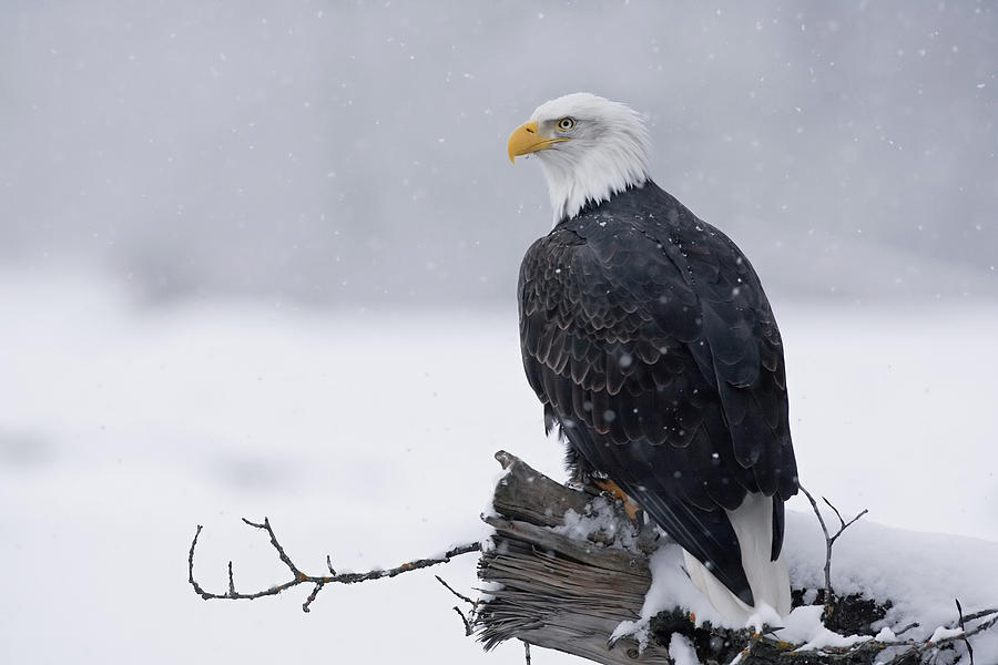 Bald Eagle Perched On Log During Snow Photograph by John Hyde