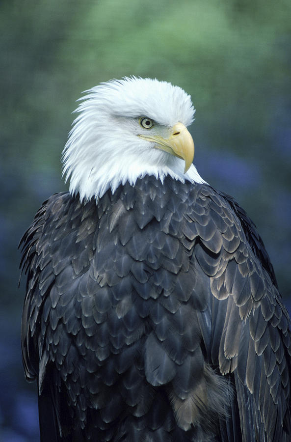 Bald Eagle Photograph by Peter Essick - Fine Art America