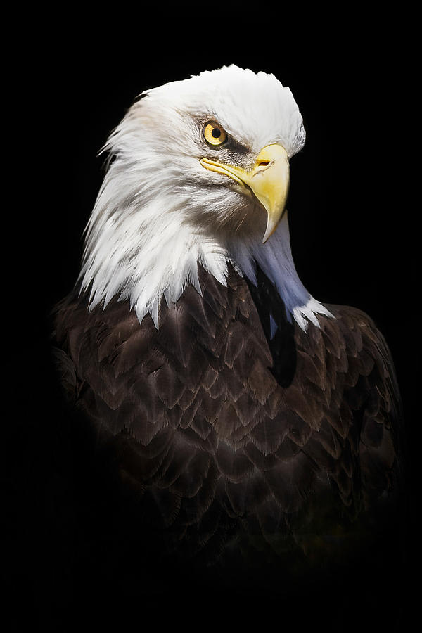 Bald Eagle Photograph by Peter Lakomy