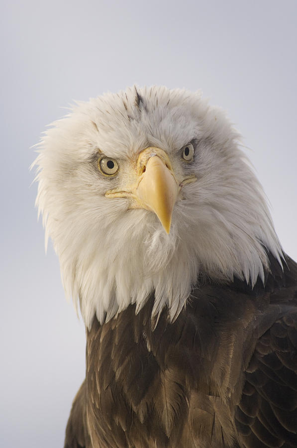 Bald Eagle Portrait Alaska Photograph by Michael Quinton