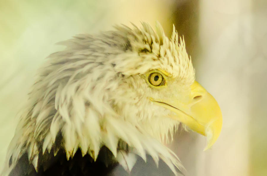 Bald Eagle Portrait Photograph by Alex Grichenko