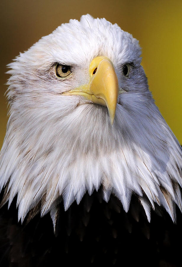 Bald Eagle portrait Photograph by Bill Dodsworth