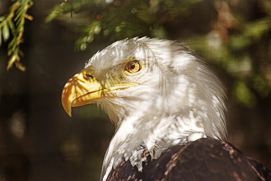 Bald Eagle Portrait  Photograph by Brian Cross