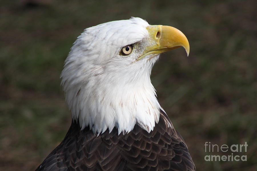 Bald Eagle Portrait #1 Photograph by Christiane Schulze Art And Photography
