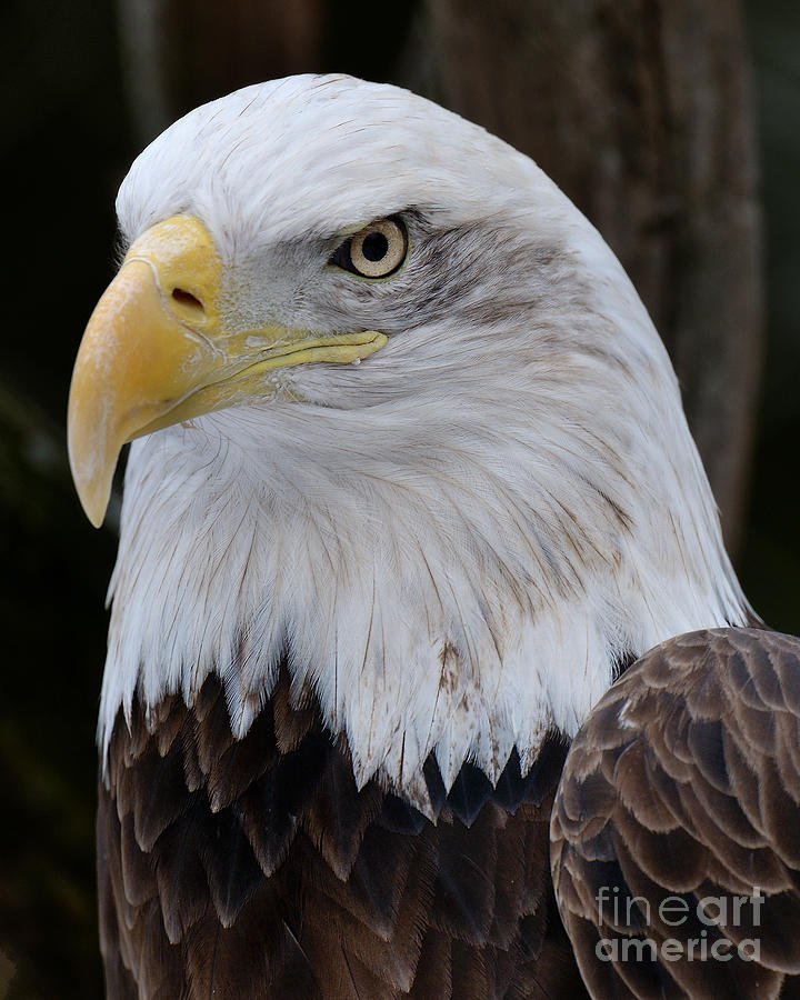 Bald Eagle Portrait Photograph by Craig Leaper