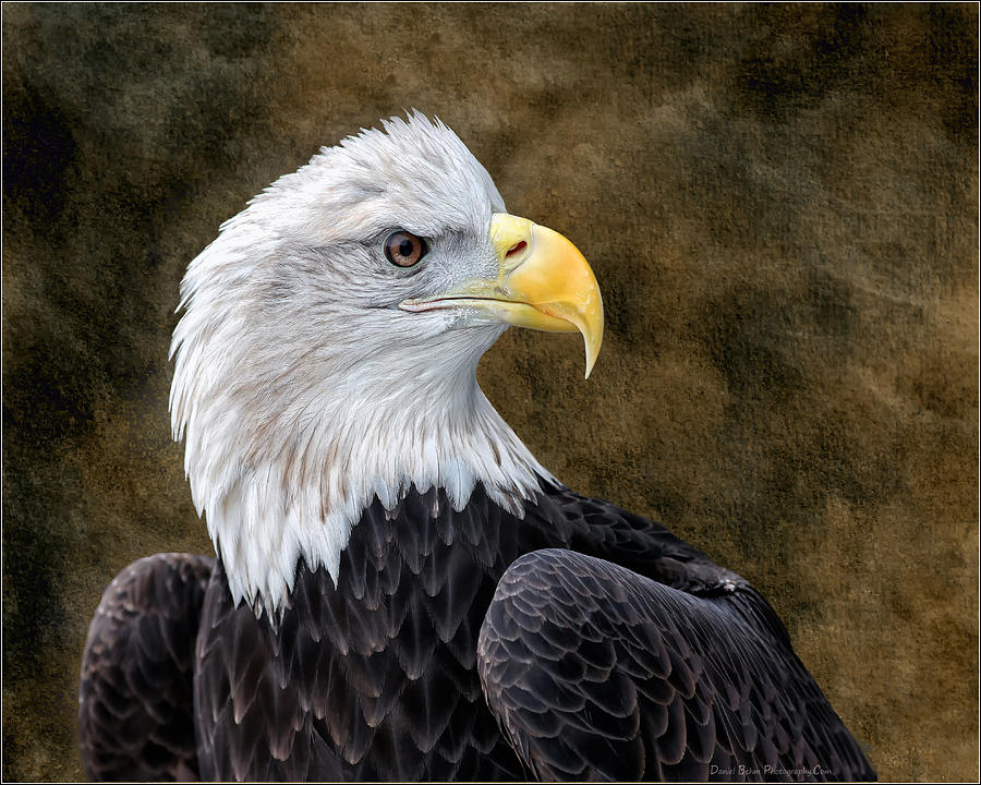 Bald Eagle Portrait Photograph by Daniel Behm