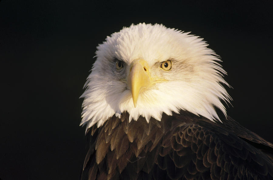 Bald Eagle Portrait Photograph by Gerry Ellis