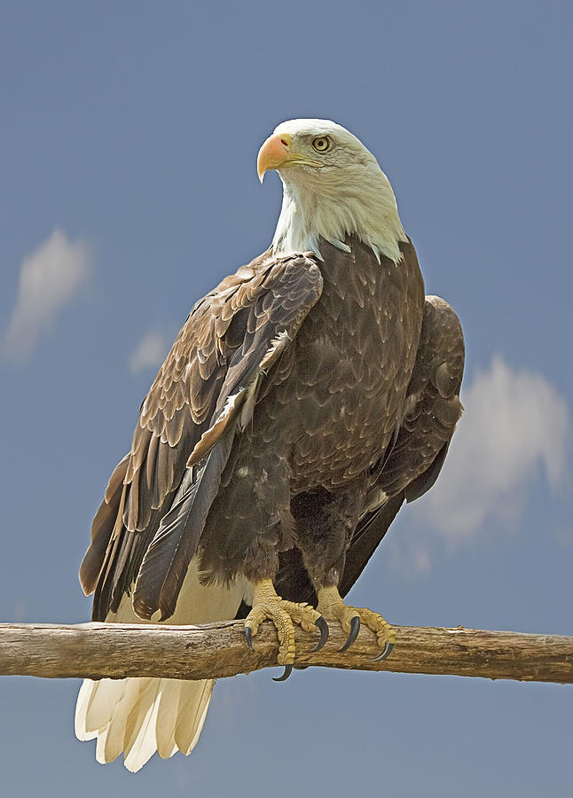 Bald Eagle Portrait Photograph by John Vose