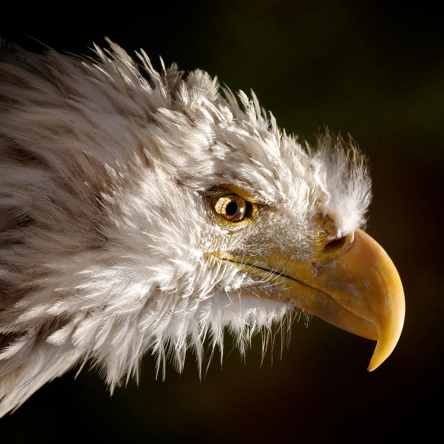 Eagle Photograph - Bald Eagle Portrait by Michael Underhill Eagle Photograph - Bald Eagle Portrait by Michael Underhill