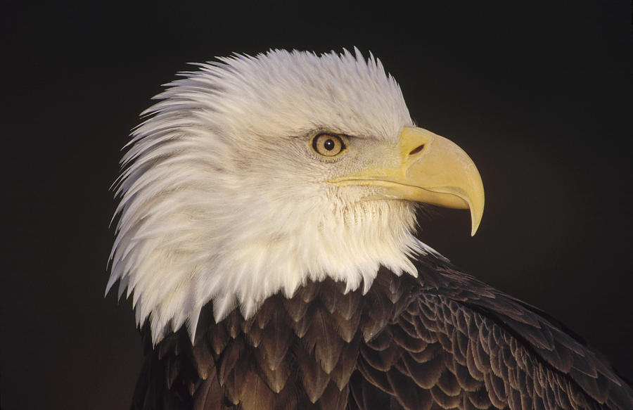 Bald Eagle Portrait North America Photograph by Gerry Ellis