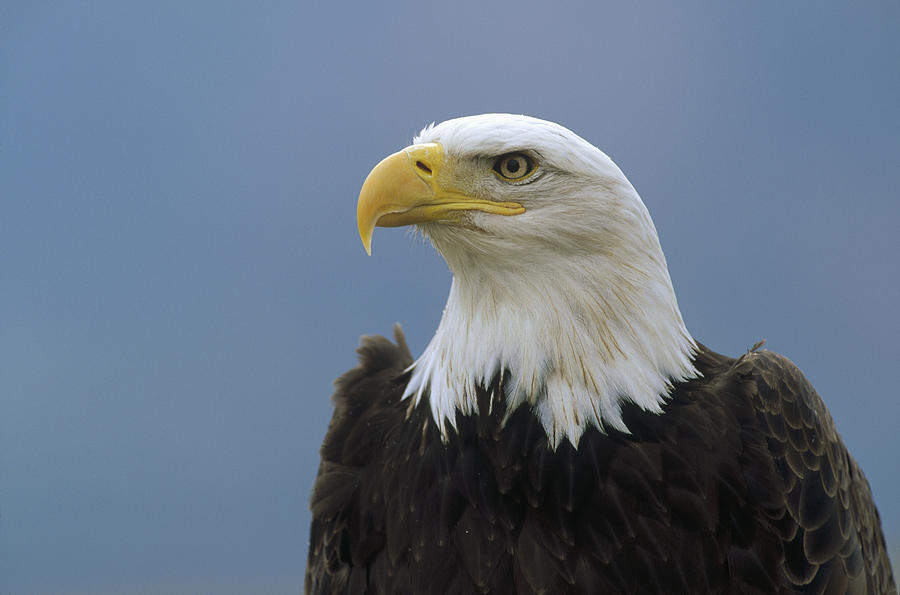Bald Eagle Portrait North America Photograph by Konrad Wothe