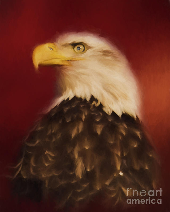 Bald Eagle Portrait Photograph by Pam  Holdsworth