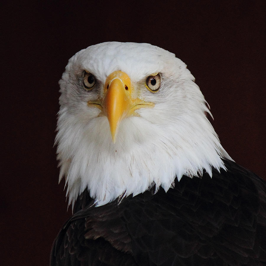 Bald Eagle Portrait Photograph by Randy Hall