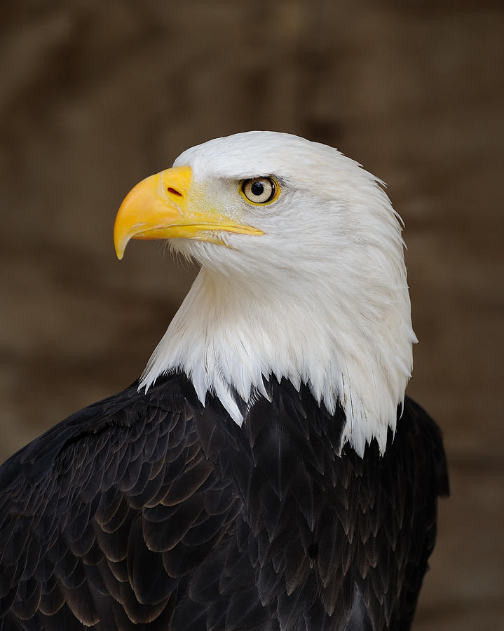 Bald Eagle Portrait Photograph by Saffron Blaze