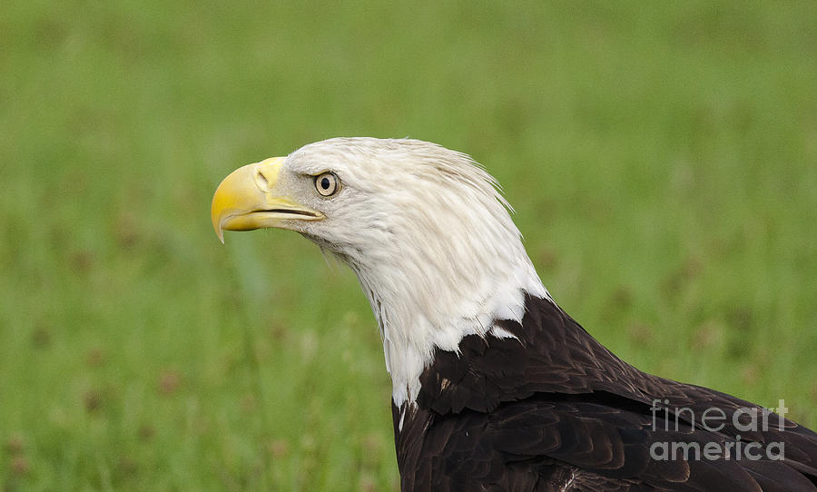 Wildlife Photograph - Bald Eagle Portrait by Ursula Lawrence