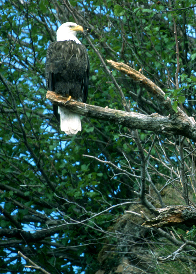 Bald Eagle Poses Photograph by Larry Allan - Fine Art America