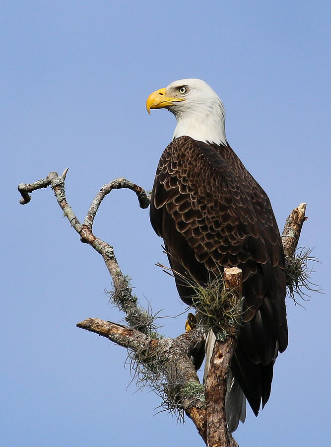 Bald Eagle Posing Photograph by Bibzie Priori - Fine Art America