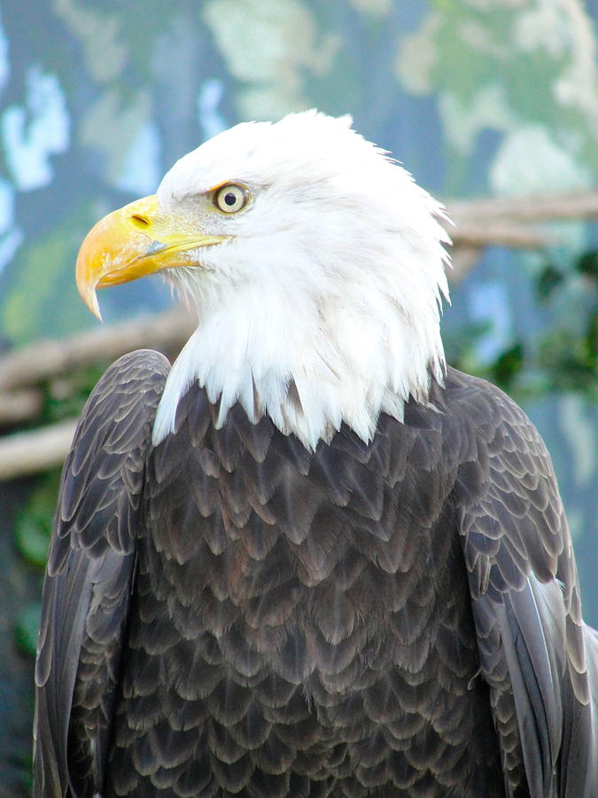 Eagle Photograph - Bald Eagle Profile by Norma Brock