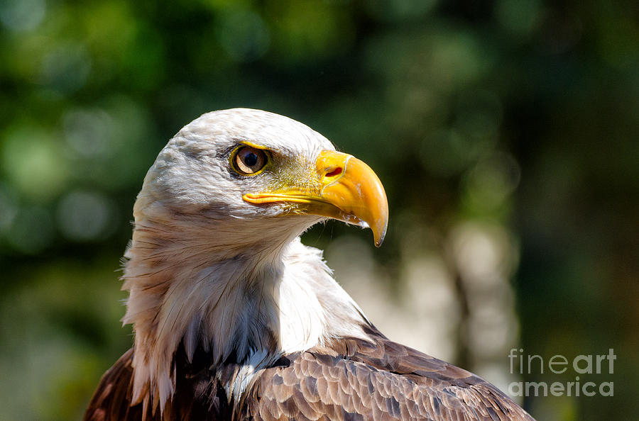 Bald Eagle Profile Photograph by Les Palenik