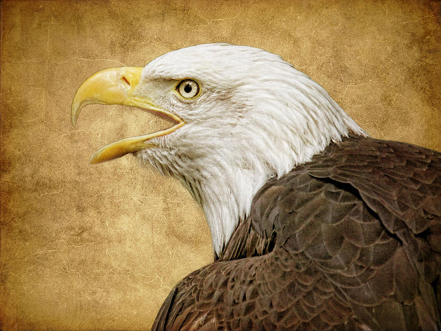 Bald Eagle Head Close Up by Steve McKinzie