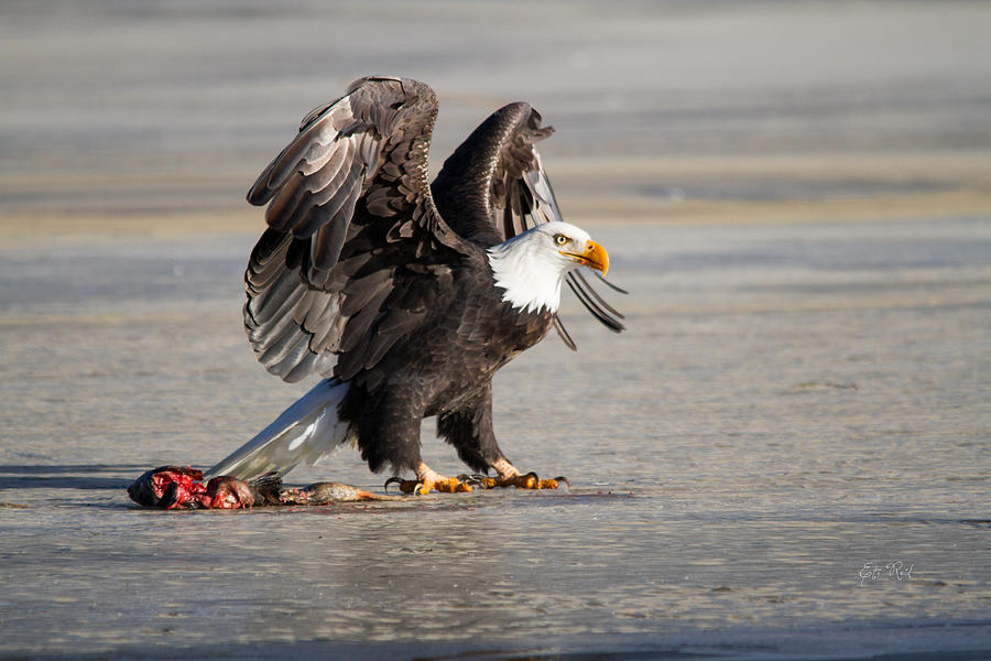 Eagle Photograph - Bald eagle protecting his food  by Eti Reid