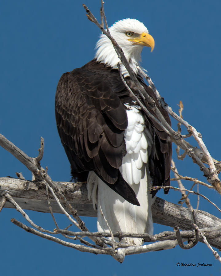Bald Eagle Putting on the Ritz Photograph by Stephen Johnson