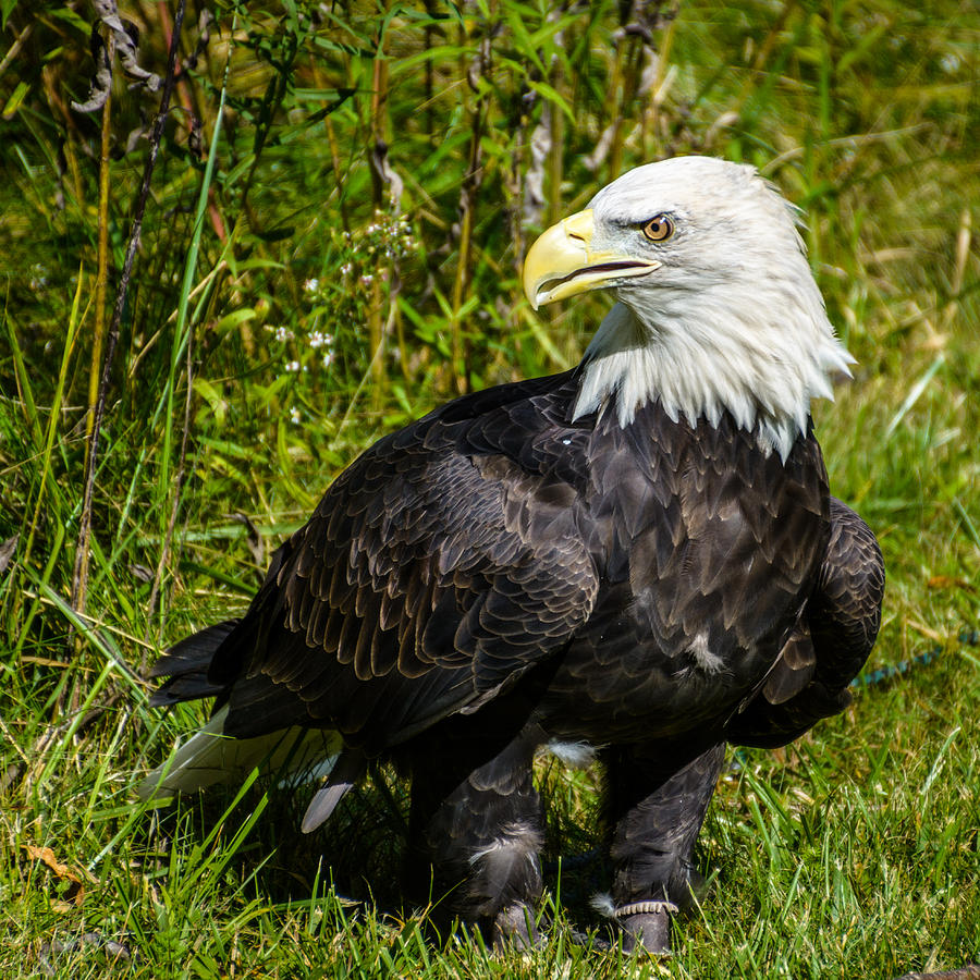 Bald Eagle Photograph by Randy Scherkenbach