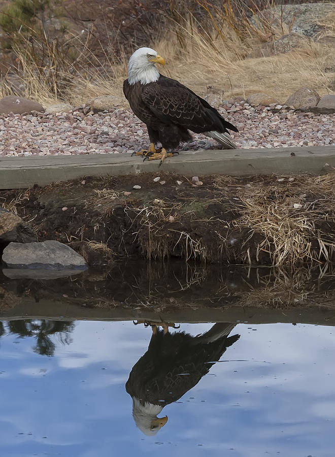 Bald Eagle Photograph - Bald Eagle Reflection by Perspective Imagery Bald Eagle Photograph - Bald Eagle Reflection by Perspective Imagery