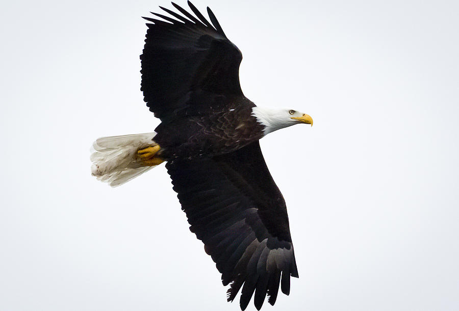 Bird Photograph - Bald Eagle by Ricky L Jones