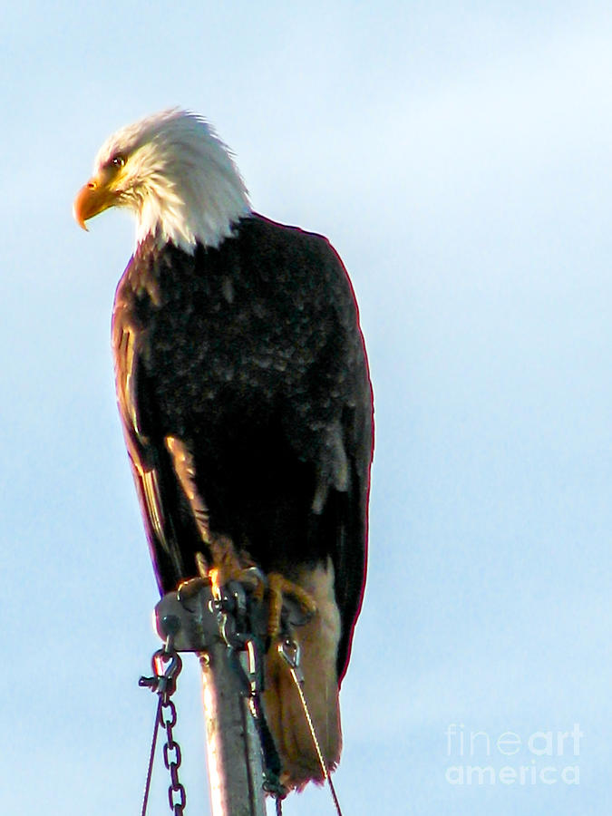 Bald Eagle Photograph by Robert Bales
