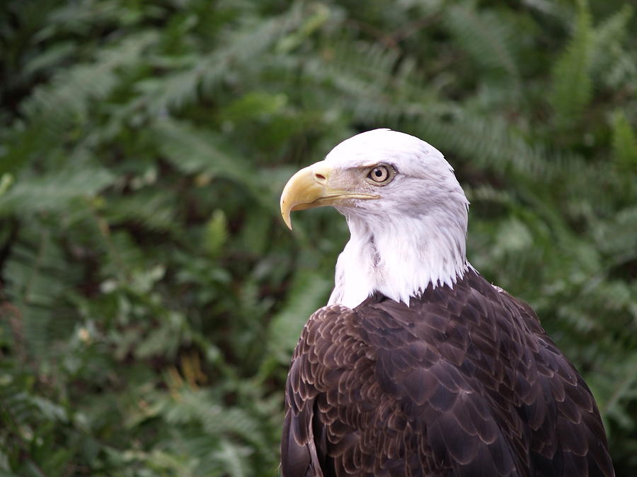 Bald Eagle Photograph by Robert Engelbrecht - Fine Art America