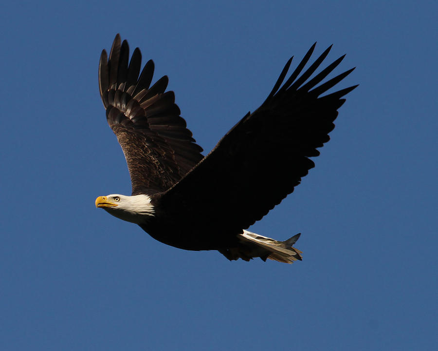 Bald Eagle Photograph by Roger Becker