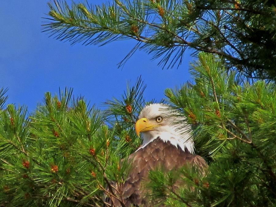Bird Photograph - Bald Eagle by Rosebud McGreevy
