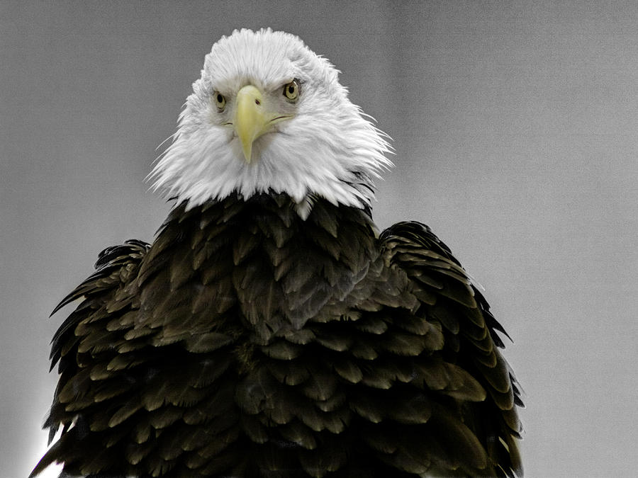 Nature Photograph - Bald Eagle Ruffel my Feathers by John Straton