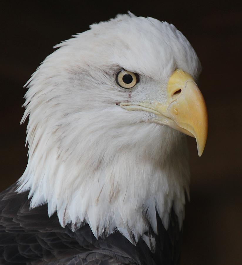 Bald Eagle Photograph by Russ Horn - Fine Art America